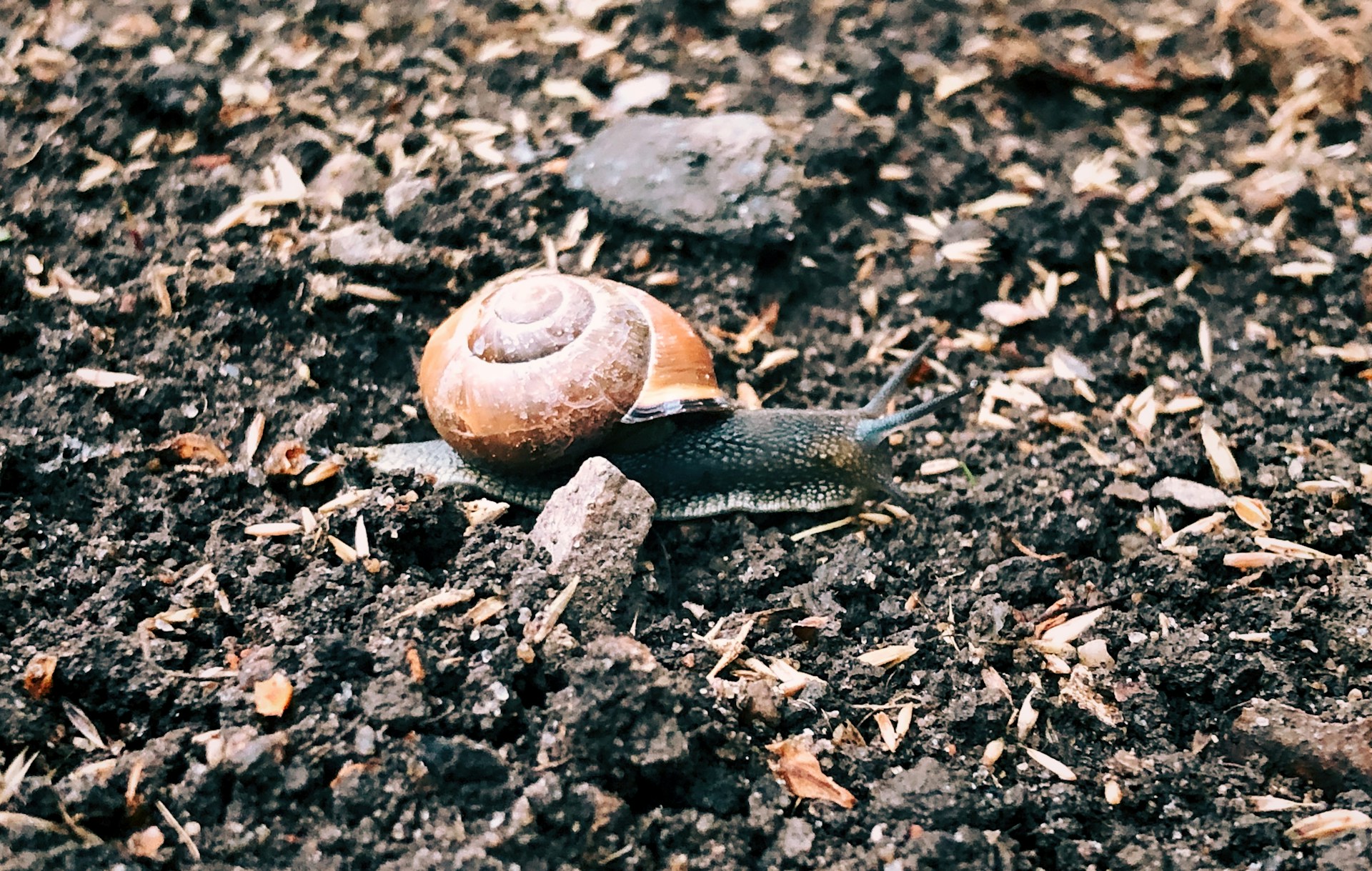 soil for garden may cause diseases